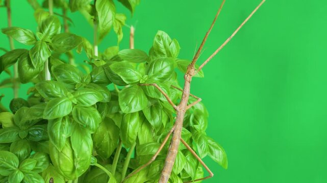 Stick insect isolated on green background screen