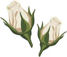 White Rose Buds Illustration