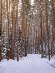 Snowy forest with a path through it