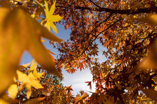 beautiful yellowing maple foliage in the autumn season of the year in the park, the details of the red maple foliage during leaf fall in sunny weather