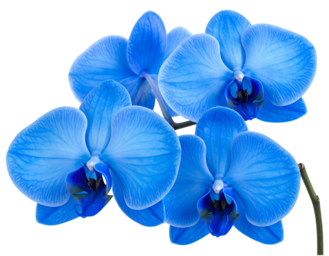 Vibrant blue orchid blooms against a black background