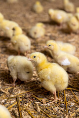 a group of small chickens in yellow fluff at a poultry farm for growing meat breeds of poultry, yellow small chickens covered with fluff on sawdust in a poultry farm building