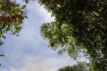 The sky is blue and the sun is shining through the trees