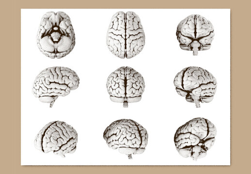 3D illustration of human brain in different angles with stipple noise texture effect