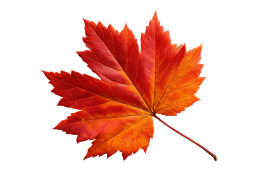 Single vibrant red and orange maple leaf isolated on black background autumn fall, Isolated On Transparent Background, Png
