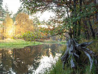 Tree stump is in the water next to a river