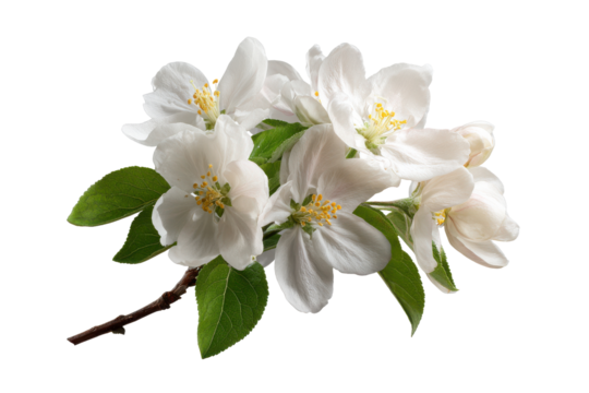 White apple blossoms with green leaves on black background flower bloom, Isolated On Transparent Background, Png