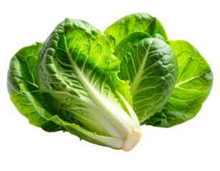 Fresh baby cos romaine lettuce isolated on white background shown as a crisp vibrant leafy vegetable highlighting natural texture, clean appearance, and freshness suitable for cooking, salads, and hea
