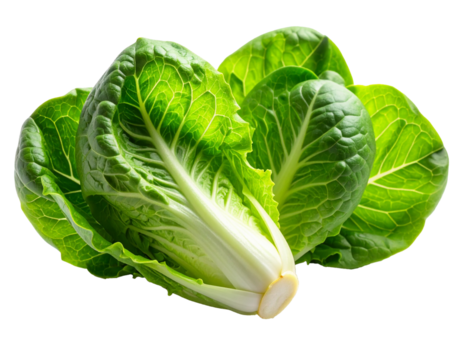 Fresh baby cos romaine lettuce isolated on white background shown as a crisp vibrant leafy vegetable highlighting natural texture, clean appearance, and freshness suitable for cooking, salads, and hea