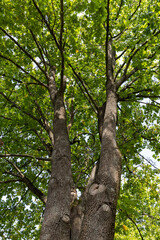 green foliage on deciduous trees in the park in the autumn season at the beginning of the fall, deciduous trees with colorful foliage at the beginning of the autumn season