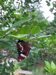 A black butterfly perches on a fresh green leaf, its wings clearly visible with their fine texture and natural pattern. Soft morning lighting, natural bokeh background.