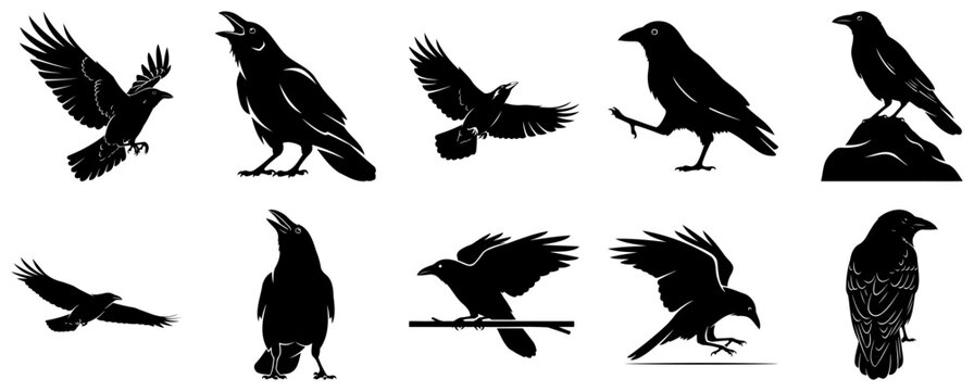 Collection of ten black raven silhouettes in various poses on white