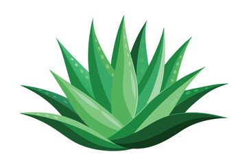 The simple green agave plant shows details of nature with its layered leaves
