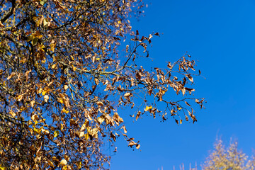the yellowing foliage of the lime tree in the autumn season against the background of the blue sky in sunny weather, the beautiful changes in the nature