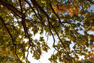 Obraz premium yellow and green oak foliage in sunny autumn weather, beautiful oak with colorful foliage and blue sky in autumn, close up