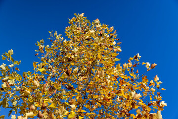 bright yellow and orange foliage of the tulip tree in the autumn season, bright sunny weather in the park with beautiful yellow leaves on the branches of the tree, against the clear blue sky