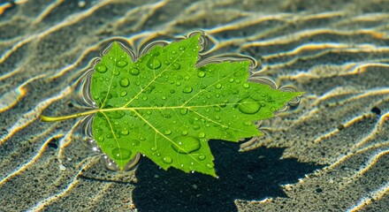 Green maple leaf with water droplets floating on rippled sand in shallow water