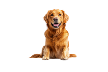 Golden Retriever Posing: A regal golden retriever sits confidently, showcasing its beautiful, silky coat and friendly nature, radiating charm and a heartwarming presence.