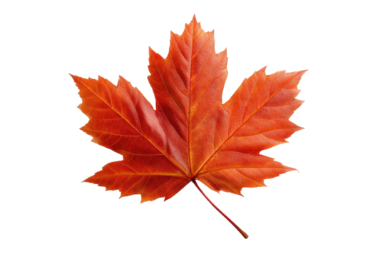 Single vibrant orange maple leaf with serrated edges on black background autumn fall, Isolated On Transparent Background, Png