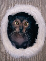 Cute lykoi Werewolf cat looks funny out of the hole of a scratching post. Vertical image. 