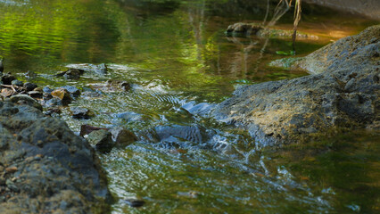 Calm River Water and Wet Dark Stones in Nature