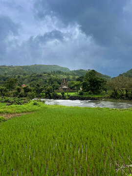Lush green rice fields, flowing river, and an ancient stone temple set against misty monsoon hills in Bhandardara, Maharashtra, India.