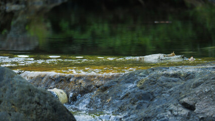 Calm River Water and Wet Dark Stones in Nature