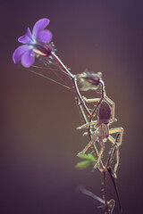 Golden Backlit Spider on Wildflower Stem at Sunrise