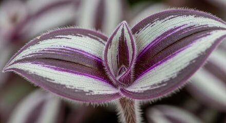 Close-up of vibrant, patterned leaves with purple and white stripes. Soft texture and intricate detail visible. A central bud is emerging. Background is blurred