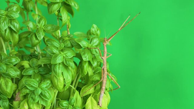 Stick insect isolated on green background screen