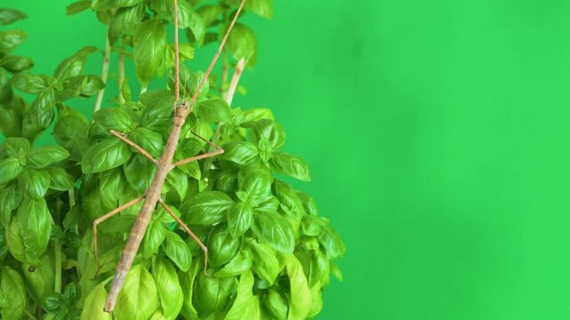 Stick insect isolated on green background screen