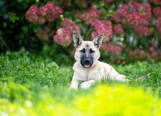 Portrait of a cute dog lying in a summer garden against the background of pink hydrangea bushes