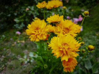 Beautiful colorful flower .yellow daisy .Coreopsis grandiflora