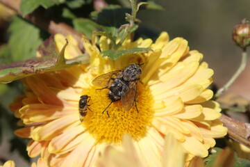 Housfly or green bottle Fly setting on Chrysanthemum flowers and Leaves
