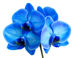 Vibrant blue orchid blooms, a symbol of beauty and elegance
