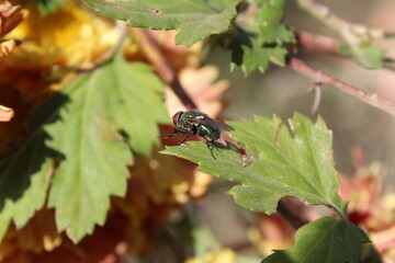 Housfly or green bottle Fly setting on Chrysanthemum flowers and Leaves