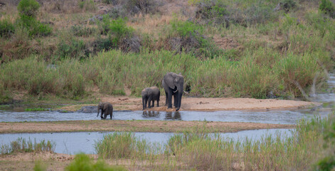 Elephants in the bush of Kruger National Park South Africa