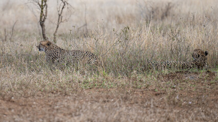 Cheetah - Cheetahs in the bush of Kruger National Park South Africa
