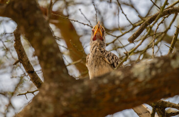 Yellow Billed Hornbill in the bush of Kruger National Park South Africa