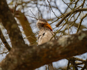Yellow Billed Hornbill in the bush of Kruger National Park South Africa