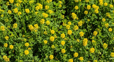 Obraz premium Yellow Clover Flowers Blooming in Green Field Bright Natural Lighting