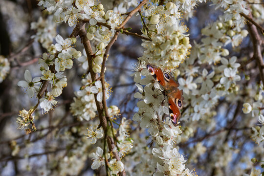 Butterfly on white cherry blossoms in the forest in early spring.