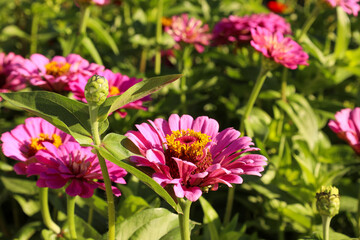 Using pink zinnias to decorate a flower bed in a park