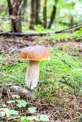 Forest edible mushroom in the grass