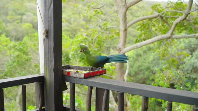 The alert Nicobar Megapode flew away after seeing a monkey climbing nearby