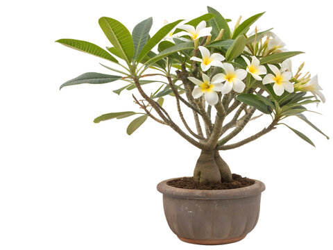 Potted Lao Champa Flower Isolated on Transparent Background