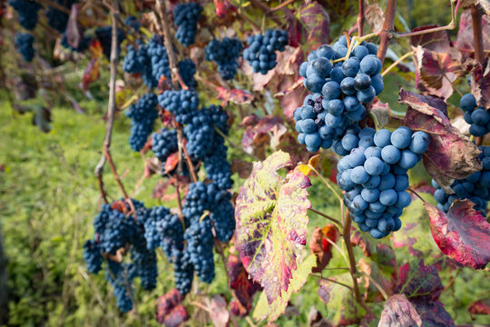 Detalhe de cachos de uvas tintas de alta qualidade e biol&oacute;gicas. Produ&ccedil;&atilde;o de vinho verde tinto.
