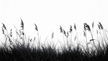 Fototapeta premium Black silhouette of tall grass and reeds against a white background image photo