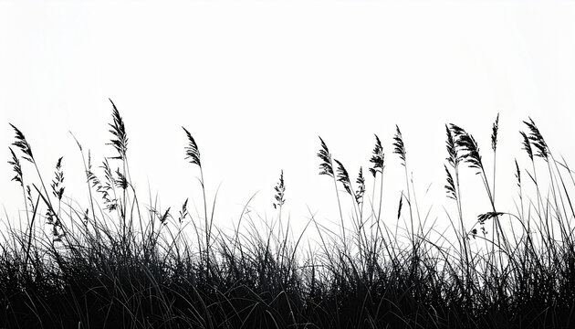 Black silhouette of tall grass and reeds against a white background image photo