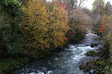 River Brathay in full flow in Autumn. Woodland in autumn colour covers the bank of the fast flowing stream.